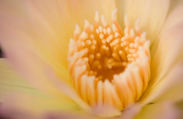 Foto feche acima do pólen amarelo de lótus cor-de-rosa amarelos ou de lírio de água.