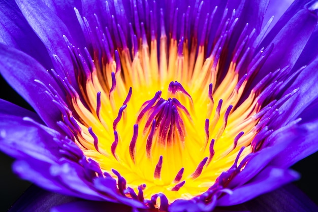 Foto feche acima do pólen bonito e das pétalas da florescência roxa da flor de lótus.