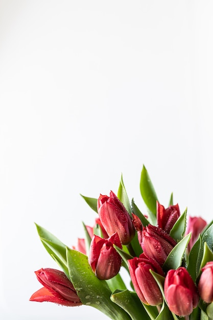 Feche acima do ramalhete vermelho das flores das tulipas e das folhas verdes no fundo branco, copie o espaço