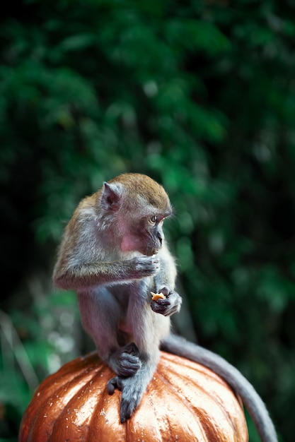 Feche acima do retrato de macaco em cavernas de batu, kuala lumpur, malásia