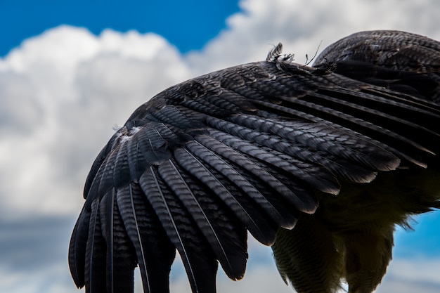 Foto feche acima do retrato de uma águia de peito preto