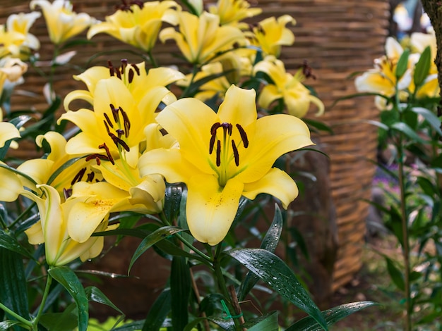 Feche acima do tiro flor de lírio de florescência fresca e natural, selecione o foco profundidade de campo rasa