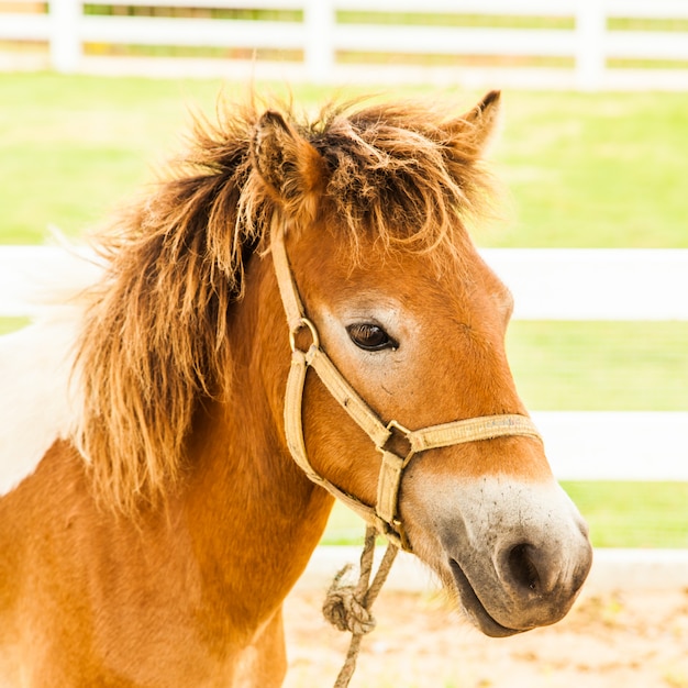 Feche acima do tiro na cabeça cavalo na fazenda