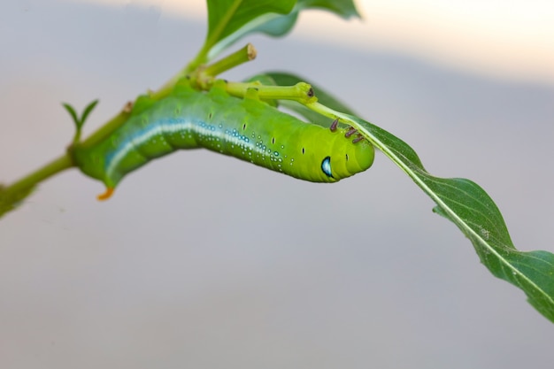 Feche acima do verme verde ou do verme Daphnis neri na árvore de pau na natureza e ambiente