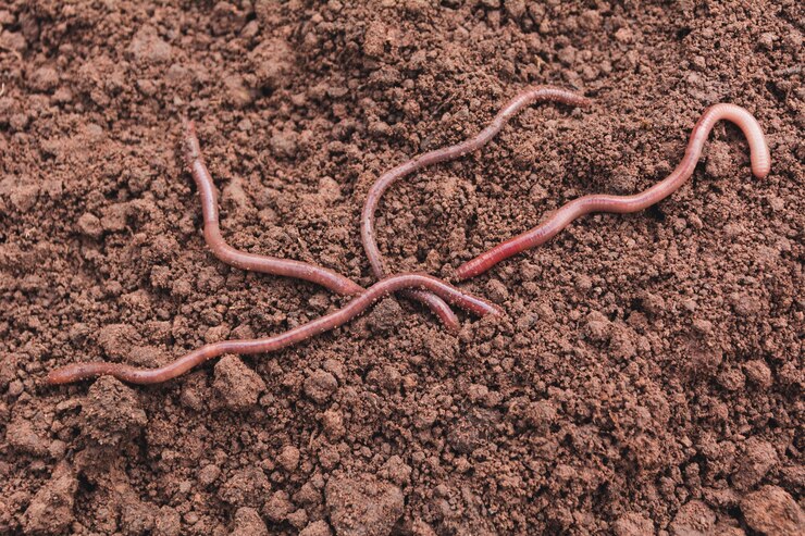 Foto feche acima dos sem-fins da terra na terra saudável.