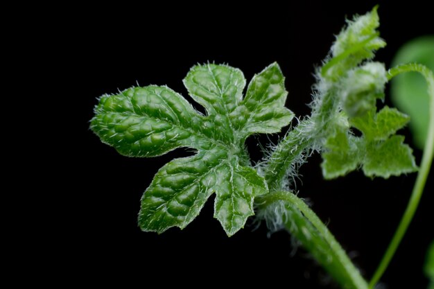 Feche acima folhas Ivy Gourd (Coccinia grandis (L.) Voigt) em fundo escuro