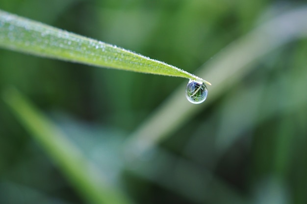 Feche acima, gota do orvalho na manhã nas folhas verdes do arroz da folha.