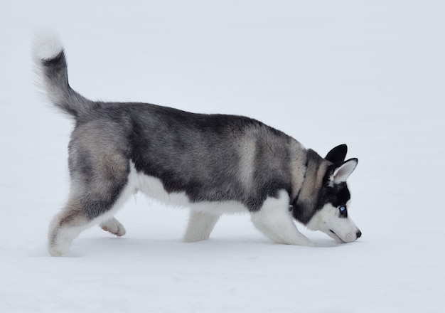 Feche acima nos olhos azuis de um cão husky bonito. Cão husky siberiano ao ar livre. Retrato de husky siberiano na natureza no inverno.
