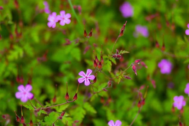 Feche as flores da planta Geranium robertianum