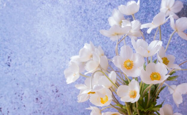 Feche as flores de anêmonas brancas em fundo colorido