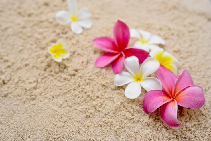 Foto feche as flores de frangipani na praia