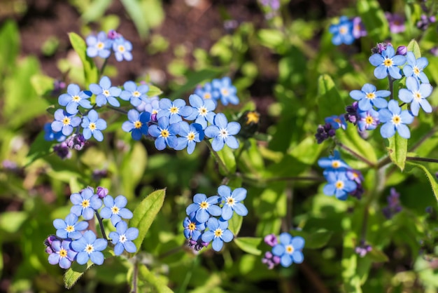 Feche as flores de myosotis azuis no jardim