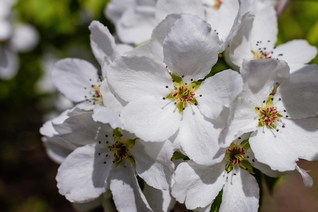 Feche as flores de pêra branca brilhante na primavera