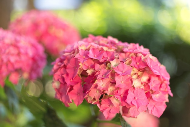 Feche as flores frescas de hortênsia rosa claro desfocam o fundo