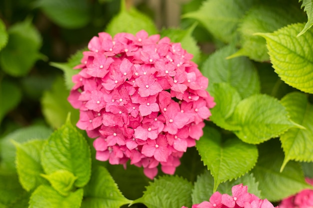 Feche as flores frescas de hortênsia rosa claro desfocam o fundo