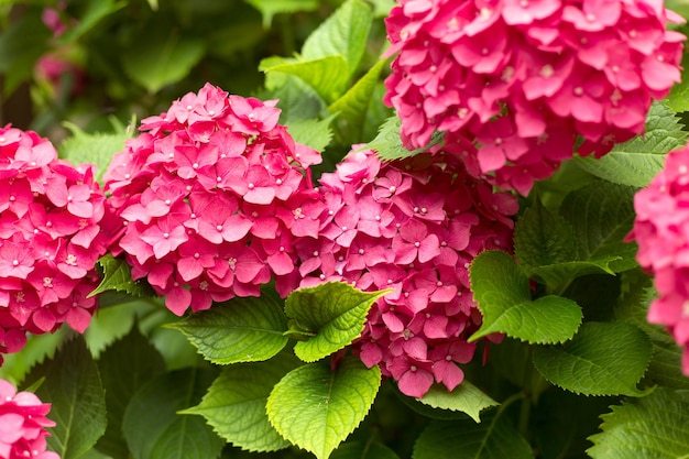 Feche as flores frescas de hortênsia rosa claro desfocam o fundo