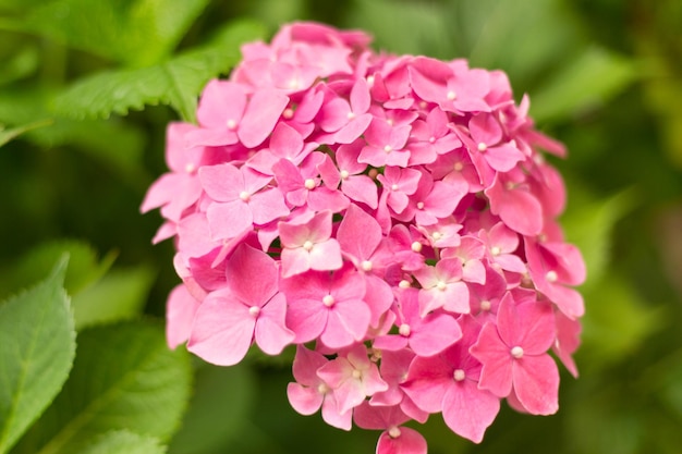 Feche as flores frescas de hortênsia rosa claro sobre fundo desfocado
