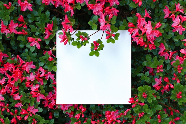 Foto feche as flores rosa escuras de uma azaleia japonesa com cartão branco em branco