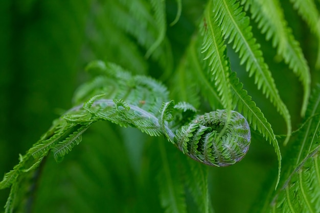 Feche as folhas de samambaia verdes claras crescendo na floresta com foco suave e fundo desfocado