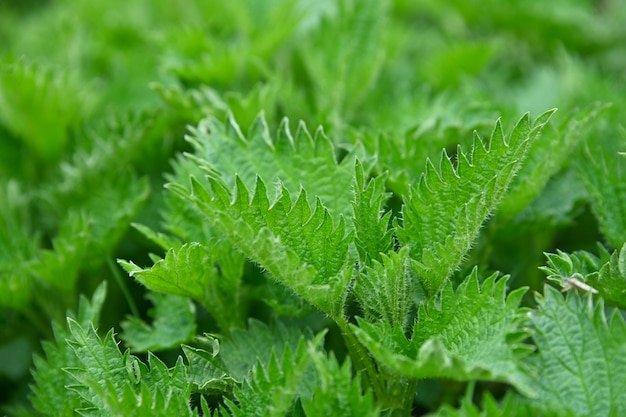 Feche as folhas verdes frescas de urtiga no jardim, vista de alto ângulo