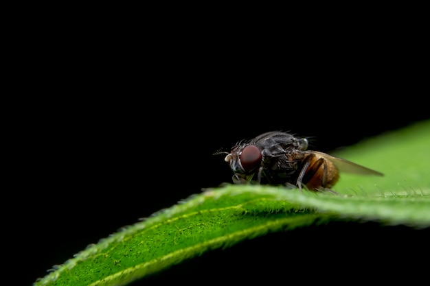 Feche as fotos de drosophila na folha