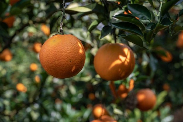 Feche as laranjas douradas penduradas em galhos e folhas verdes