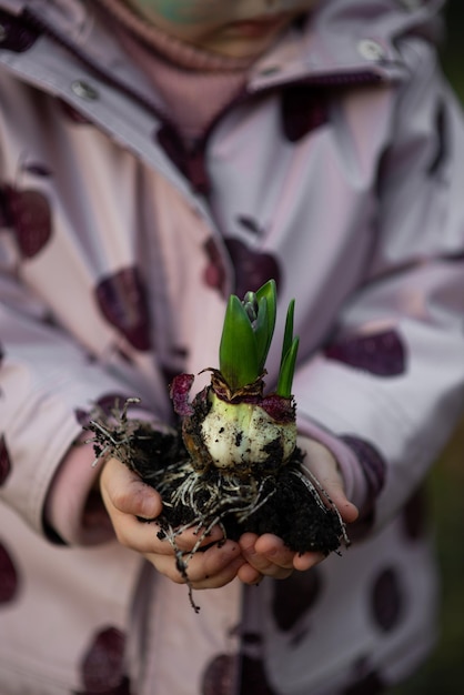 Feche as mãos do bebê segurando uma planta jovem com chão Pequena criança no quintal ou parque planta hya