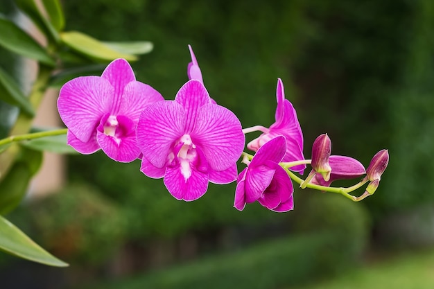 Feche as orquídeas.