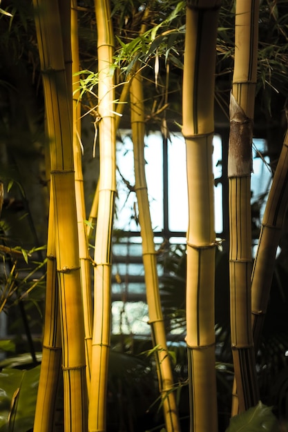 Feche as plantas de bambu na foto do conceito de jardim botânico
