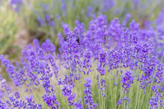 Feche campos perfumados florescendo flores de lavanda em filas intermináveis no foco seletivo do pôr do sol em arbustos