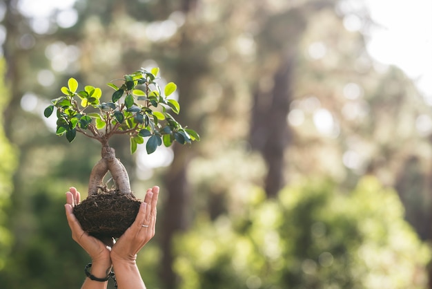 Foto feche com duas mãos mostrando uma pequena árvore com uma floresta desfocada