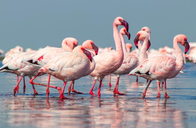 Feche de belos flamingos africanos que estão parados em água parada com reflexo. Namíbia