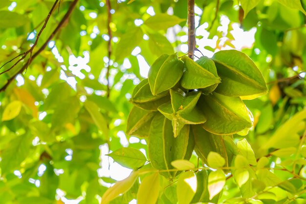 Feche de carambola, carambola, pendurado em uma árvore verde, Zanzibar, Tanzânia.