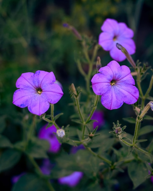 Feche de flor violeta Petúnia (Petunia Hybrida). Fundo de jardim de verão. Flores