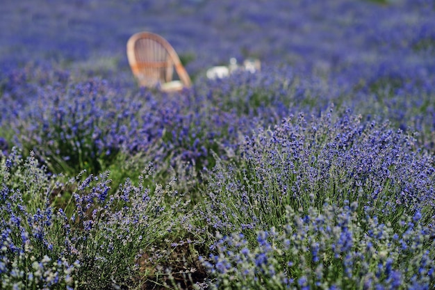 Feche de flores no campo de lavanda roxa.