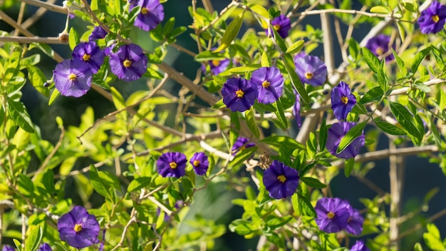 Feche de flores roxas de solanum rantonnetii, chipre.