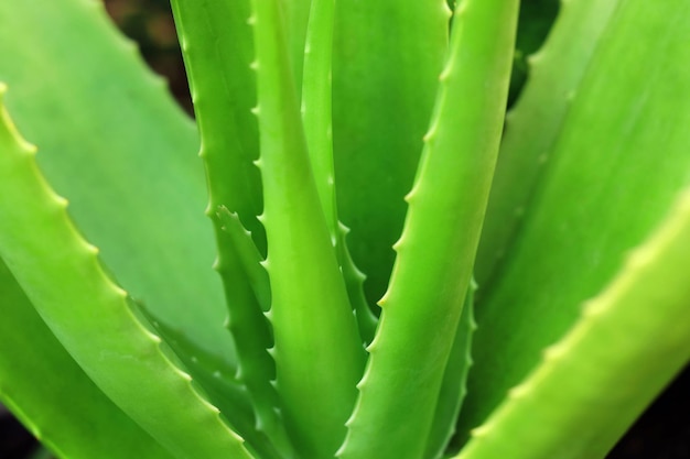 Feche de planta de aloe vera crescendo no jardim.