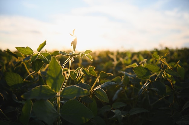 Feche de planta de soja em campo agrícola cultivado, agricultura e proteção de culturas.