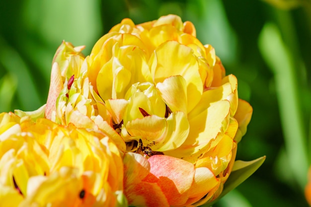 Feche de tulipa amarela. Fundo flor Paisagem do jardim de verão