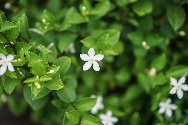 Feche flores ao meio-dia no parque ou jardim com desfoque de fundo