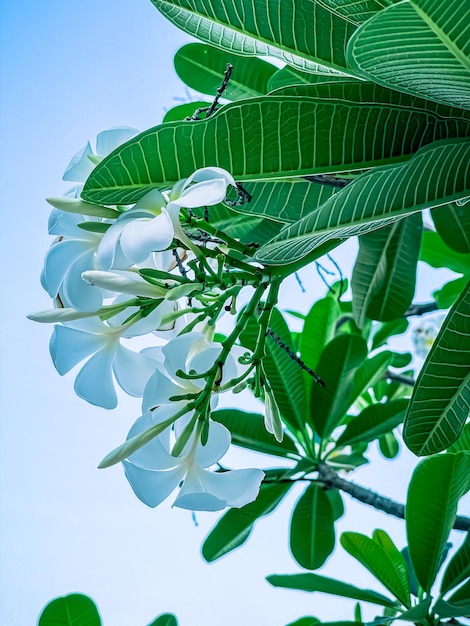 Feche flores de frangipani brancas com fundo de céu azul claro.