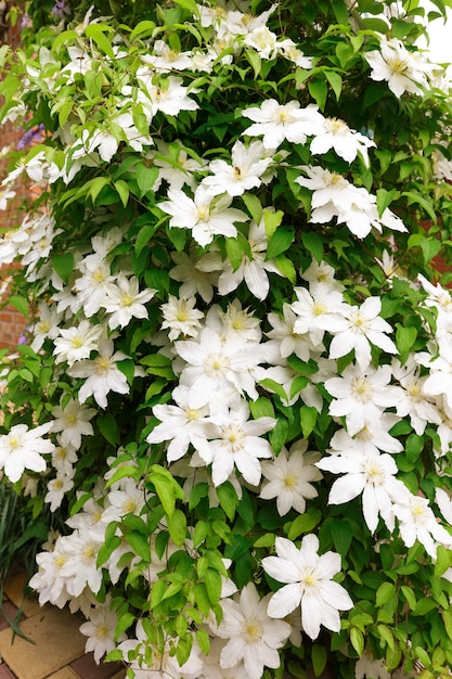 Feche foto de flores de clematite brancas em um jardim.