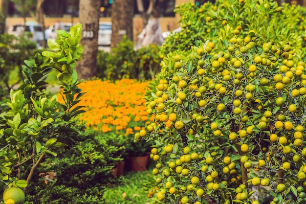 Feche frutas cítricas laranja vibrantes em uma árvore Kumquat em homenagem ao ano novo vietnamita. Mercado de flores do ano novo lunar. Ano Novo Chinês. Tet