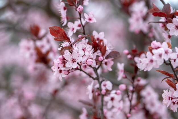 Feche galhos de ameixa em flor com fundo desfocado