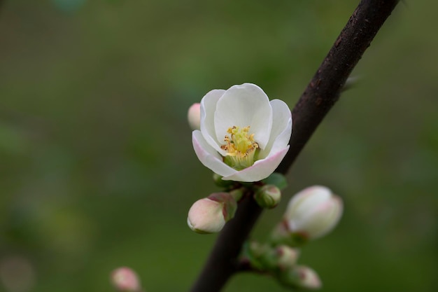 Feche muitas flores brancas delicadas do arbusto branco Chaenomeles japonica comumente conhecido como quince japonês ou Maule em um jardim ensolarado de primavera belas flores japonesas fundo floral sakura