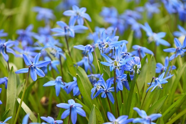 Feche muitas flores de scilla (squill, bluebell, snowdrop) primavera roxa azul no campo, vista de baixo ângulo, foco seletivo