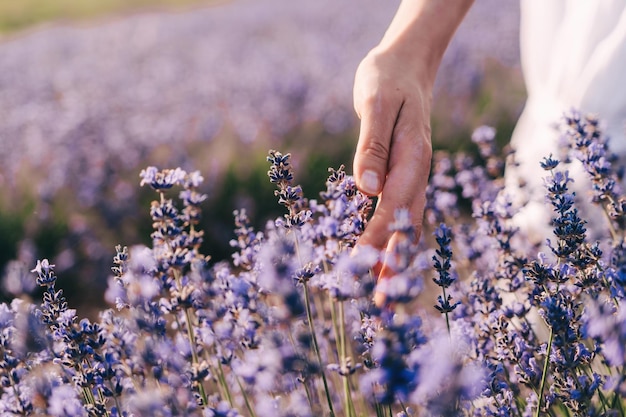 Feche na mão de uma jovem feliz de vestido branco em campos de lavanda perfumados florescendo com