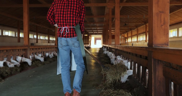 Feche o agricultor homem dando feno fresco para a barraca do celeiro em pé Empregado da fazenda alimentando o rebanho de gado em terras agrícolas Homem cuidando de animais domésticos na moderna fazenda de cabras