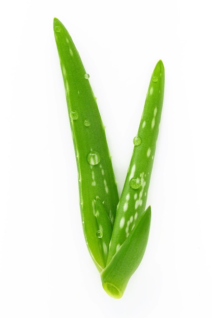 Feche o aloe vera com gotas de água isoladas no fundo branco