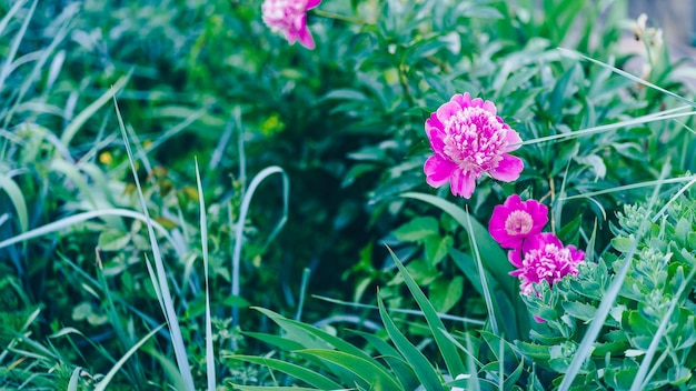 Feche o arbusto de peônia Linda flor rosa com folhas verdes Conceito de fundo da natureza